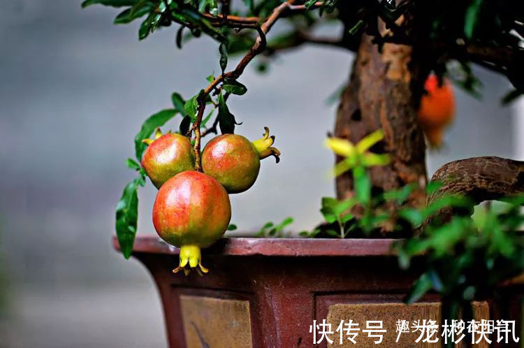 台友|你家盆景石榴不开花、不结果别急,一把剪刀就能解决!