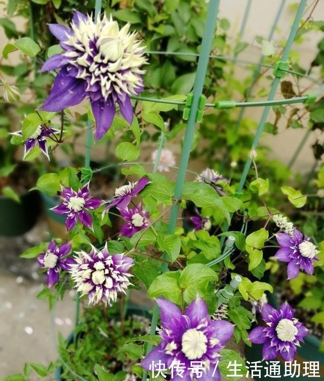 f系|此花是世界名花，好看又好养，种植容易，是盆栽佳品，室内也能养！