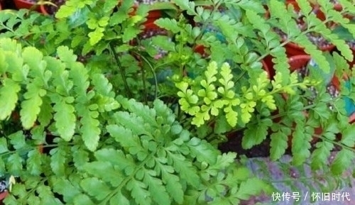 功效|农村这种常见的野草,有很好的清热解毒和止血的功效,见到要珍惜