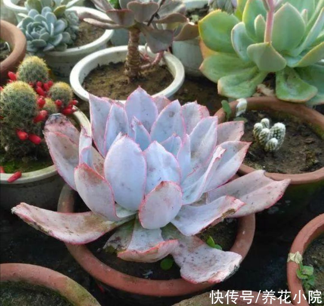 夏天|夏天多肉烂根?主要由三大原因造成,及时调整养护方法