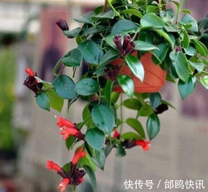 养花盆土易板结,挖个“小坑”巧解决,营养又透气,两年不用换盆