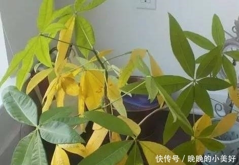 发财树不难养,稍微注意这几点就能保证一年四季绿油油!