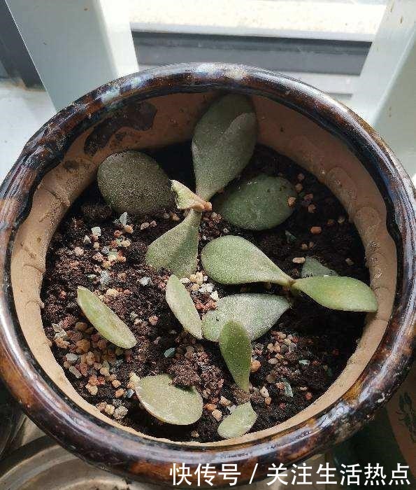 土里加两滴它，碱性变酸性，花儿都肥壮！