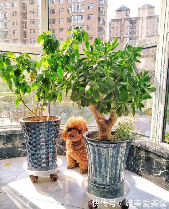 这5种花叶子落地便生根,趁现在抓紧繁殖,一个月长成小盆栽