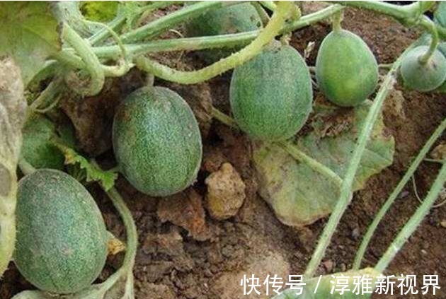 排毒养颜|晚上此果当零食吃两个,排毒养颜,降血压,大肚子变平了