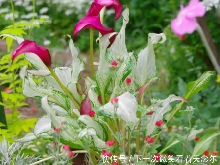 朱米莉亚|4种“女王花”,美出新天地,高端大气上档次,谁见了都想养!
