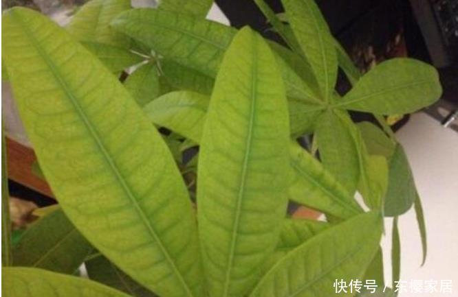叶子|栀子花、发财树容易黄叶子,一月一次“醋酸水”,叶绿根壮长势旺