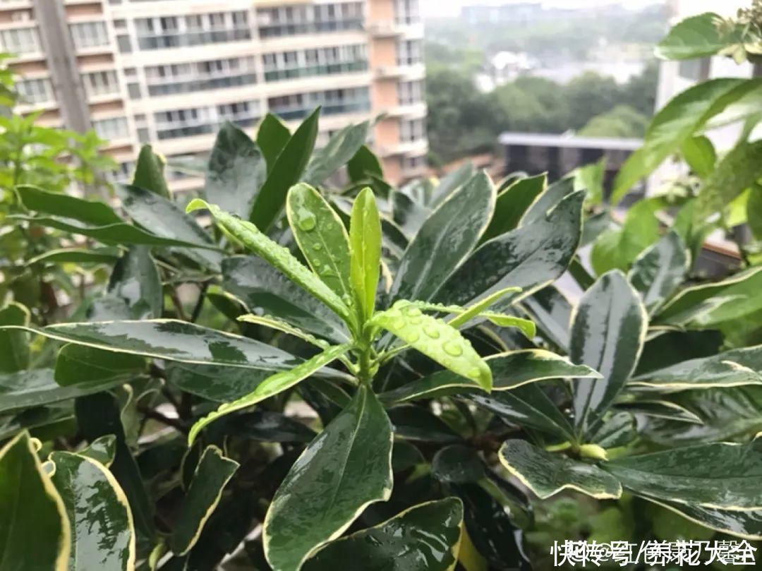 蟹爪兰|立秋后，7种花要“苏醒”，可以放手养了