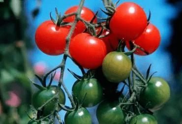 食用|6种“伤身”的蔬菜，请停止食用，有些人却当宝，忍住就是硬道理