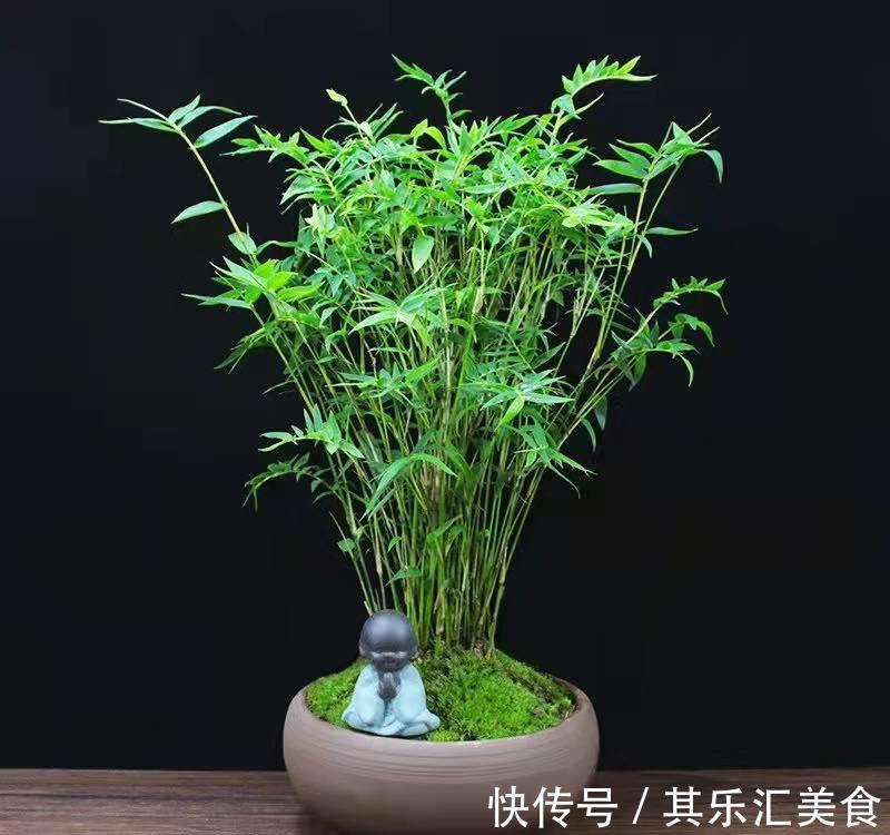 盆栽|家中养“5种竹”，富贵不俗，护家祥瑞，好日子节节高升