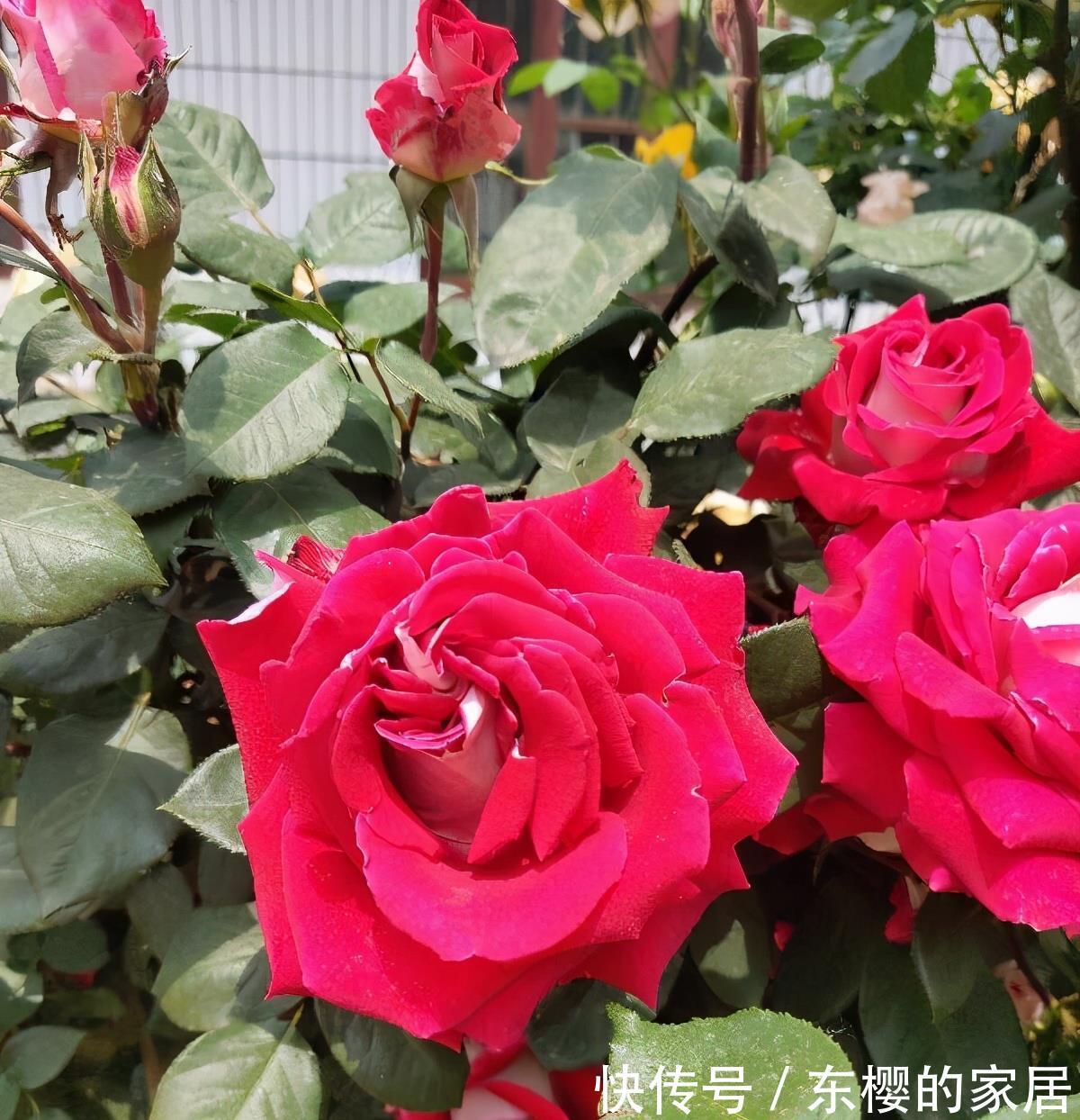 石竹|越晒越旺的三种花,阳台上养一盆,一整个夏天开花很热闹