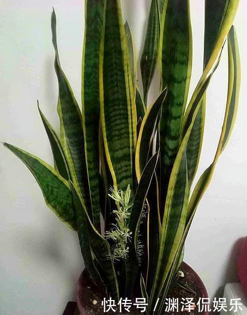 沙质性|虎皮兰叶片打弯“软塌塌”,4个“毛病”改过来,油绿挺拔直冒芽