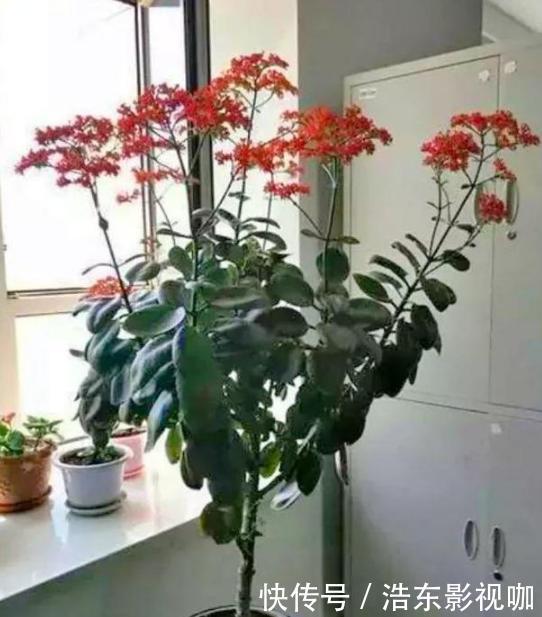 新手养花别再首选绿萝了,它们好看又好养,盆栽生命特坚强