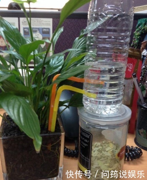 这些矿泉水瓶不要扔，它还能变身自动浇花器，一年省下不少钱！