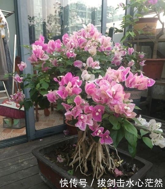 年度十大流行花卉,摆在家里,高贵优雅,又美又仙