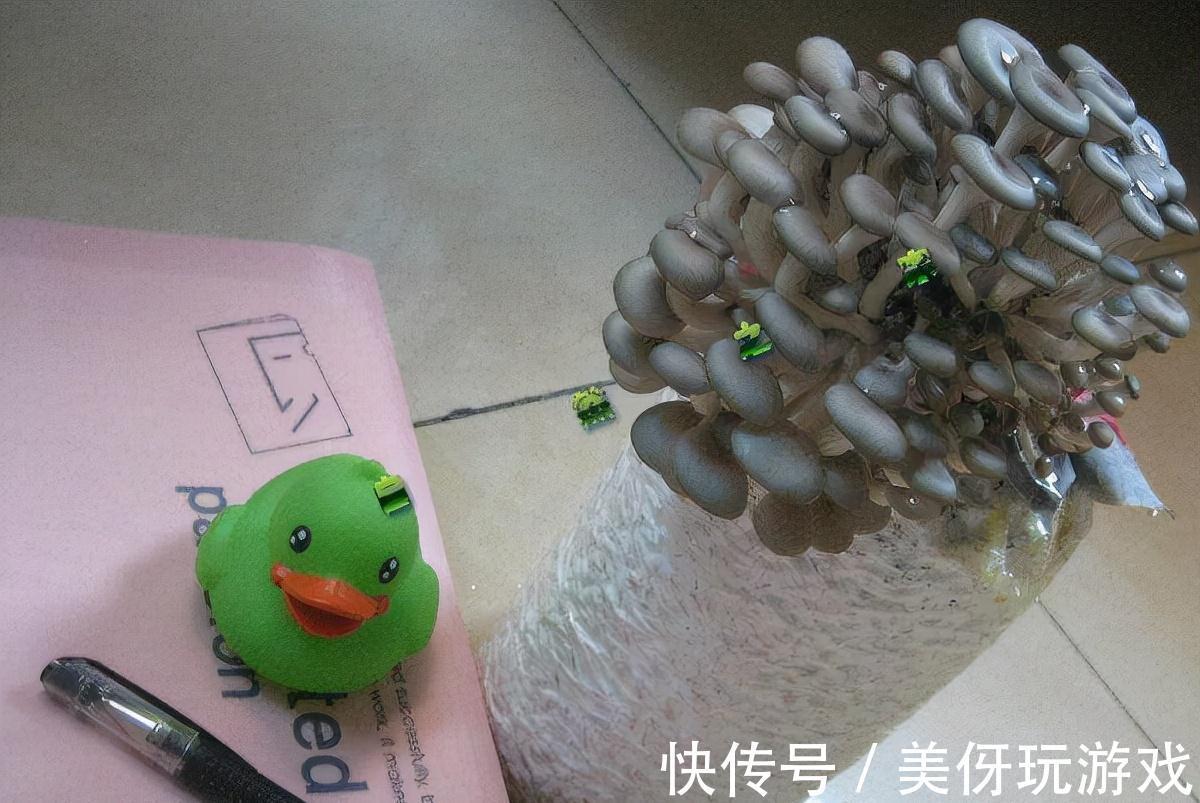 家里盆栽蘑菇,不花一分钱,隔3天收一次,连着吃一年