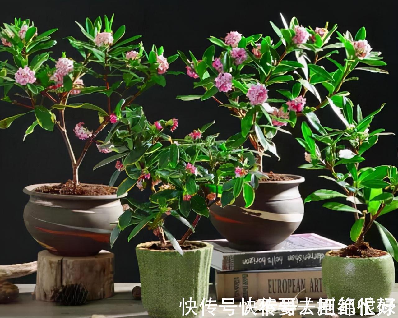 五种“吉祥花”,建议养一盆,不仅寓意好,还利于健康