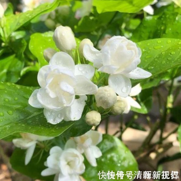 养花|养花就养这几款,全年开花不停,比牡丹美,比绿萝好养!