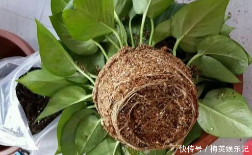 绿萝越养越差,就差成光杆了学会这3招,起死回生再爆盆!