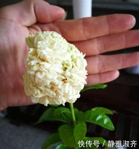 比“香水”还要好闻的这2种花,家里养一盆,满屋“香喷喷”