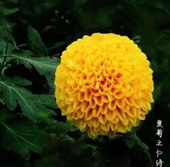 喜欢养菊,就养盆”珍稀名菊“艳球王,似金黄圆球,迷你可爱