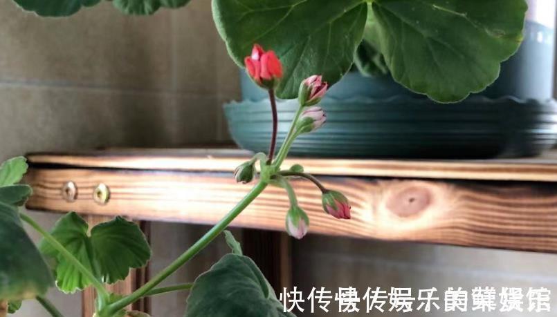 花芽|养花用磷酸二氢钾催花，到底该怎么操作，为什么有人喜有人厌？