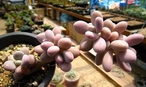 6种普货多肉,颜值高好养护,长成悬崖桩,看起来真过瘾!