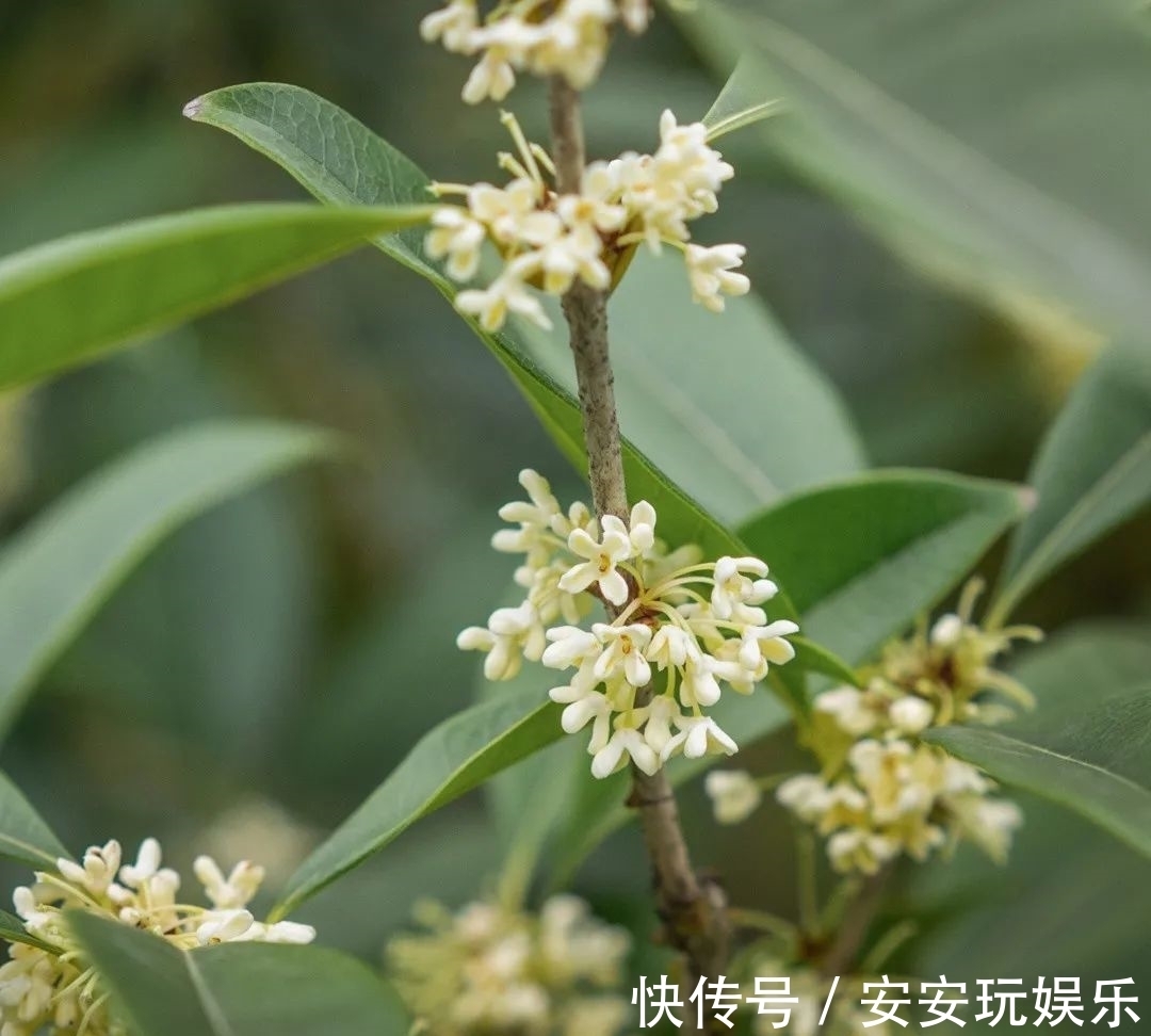 桂花树|武汉的桂花，香了