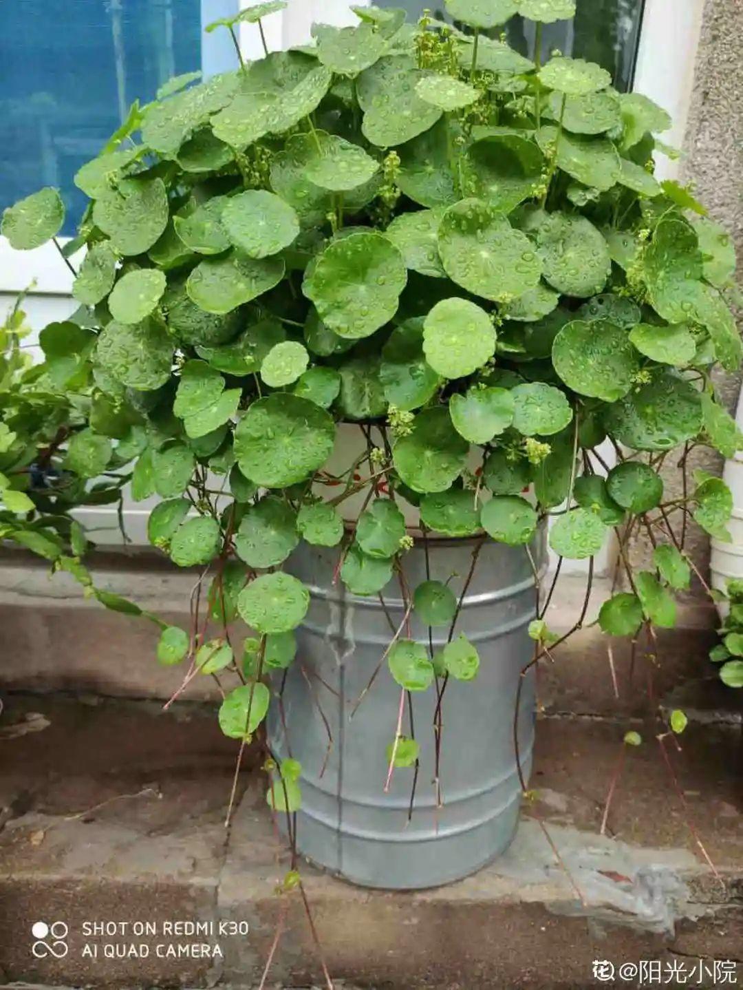 虐着养的花,剪成秃子,半月不浇水,呼呼开花