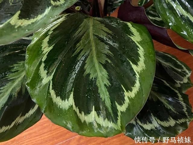 叶子|6种花一天不浇水,叶子就耷拉,缺水3天就死翘