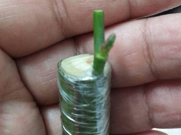 嫁接|嫁接达人,玉树嫁接长寿上,花友直呼内行!