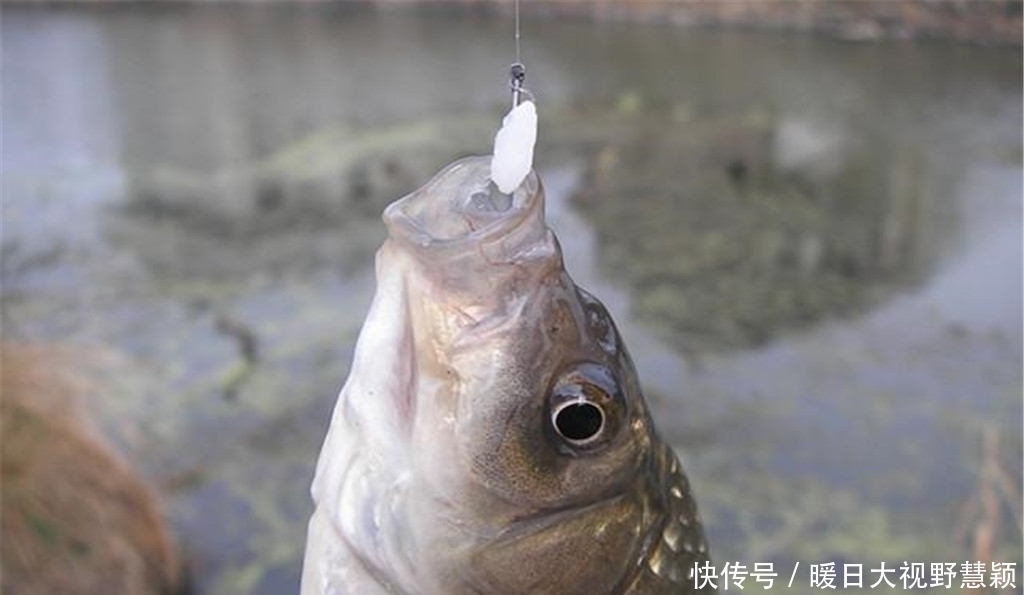 夏季|夏季杂鱼闹窝频繁,不如给它们来点素的,快速到底直攻鲫鱼