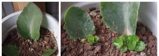 蟹爪兰|养花爱好者看过来这15种花现在“扦插”,生根快,一个周就长芽