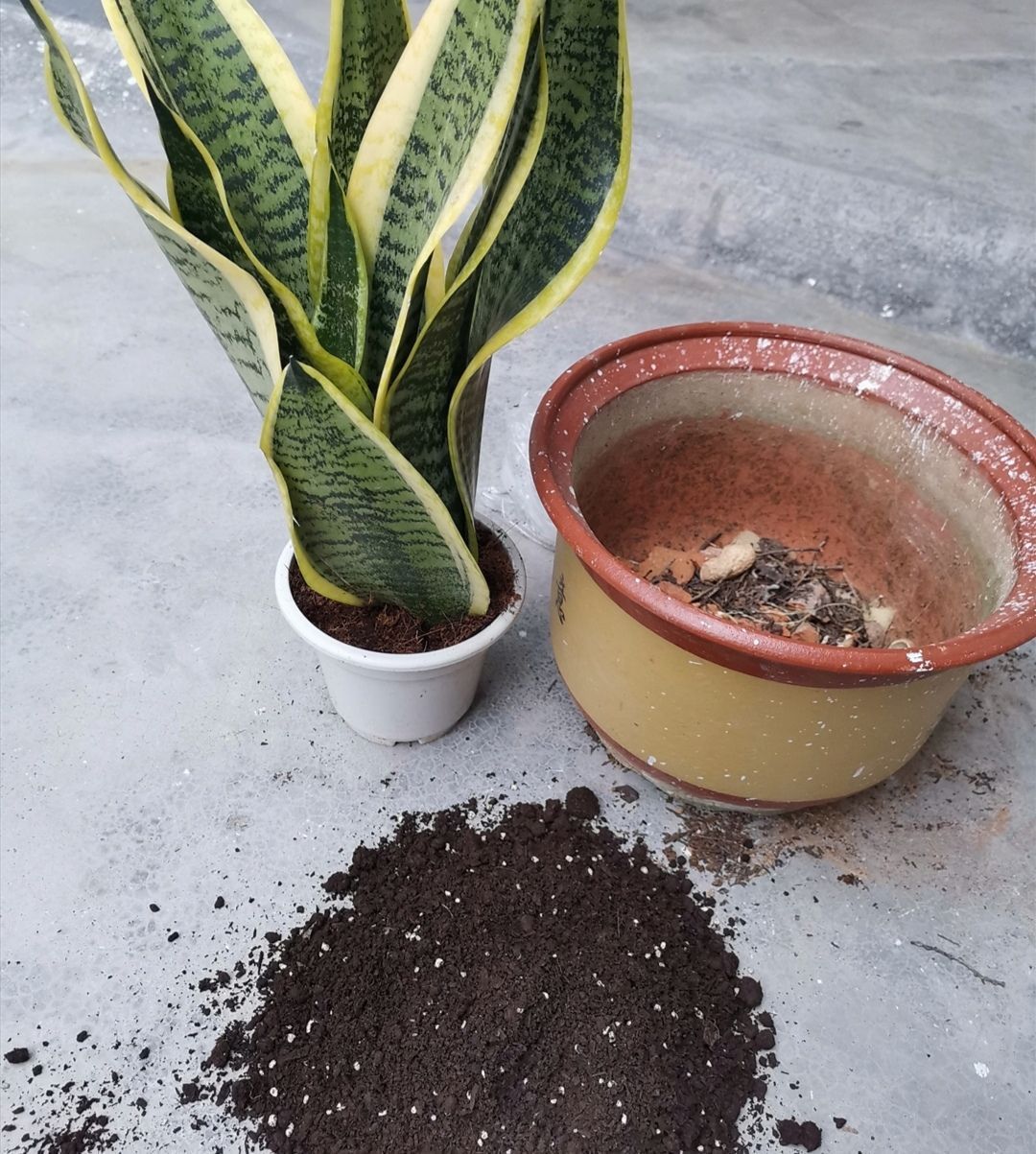 换盆加点坚果壳,提前这么弄,养花土变排水性好,肥力十足