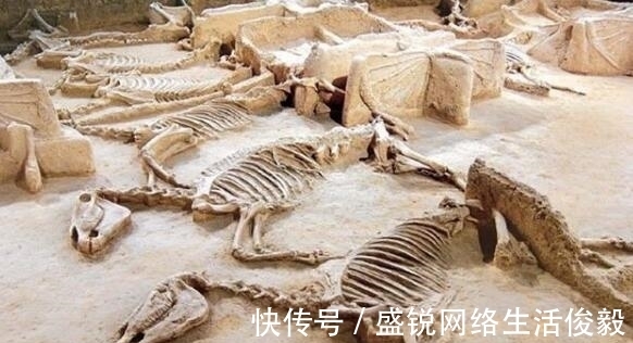 适合家里哈希娱乐- 哈希游戏平台- 哈希游戏官方网站养的小宠物