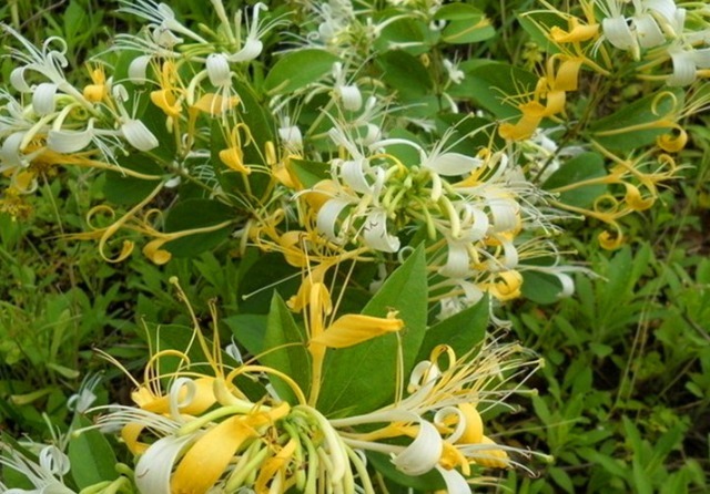 金银花|此花是一蒂二花，两条花蕊探在外，像雄雌相伴，又似鸳鸯对舞