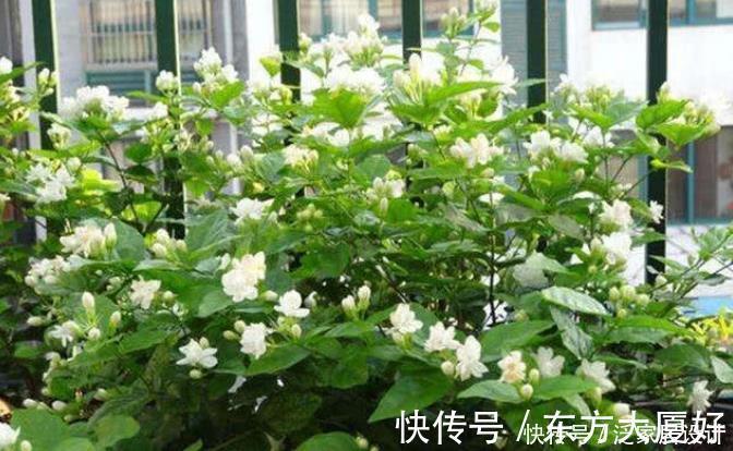 茉莉花|养花就养4种花，好养易活花量大，养上一盆四季欣赏，好养还不贵