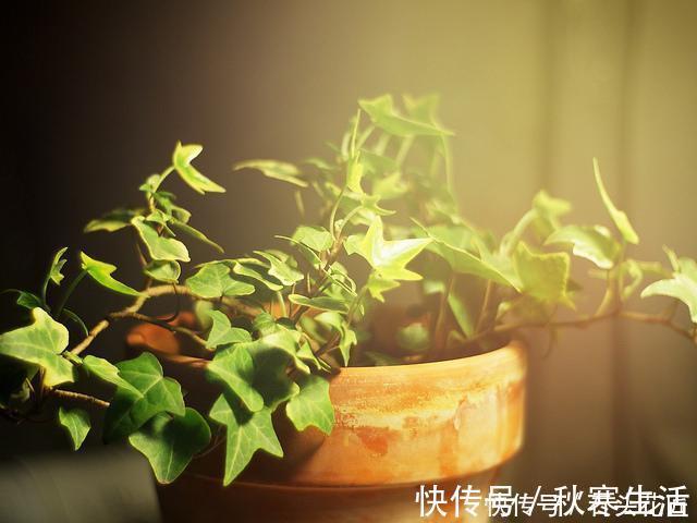 搬新家之前,一定要养“这6种花”,除“甲醛”效果好