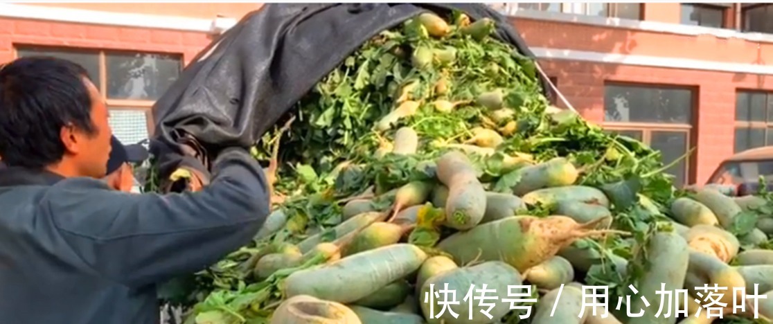 天冷了,碰到此菜别手软,一次买50斤,晒干囤起来,冬天吃特别香!