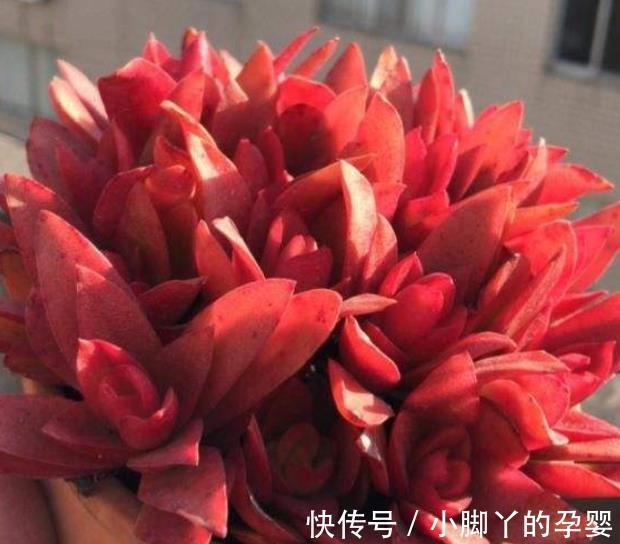 火祭|适合新手的多肉火祭,颜色鲜红长成手捧花,养在家里真喜庆