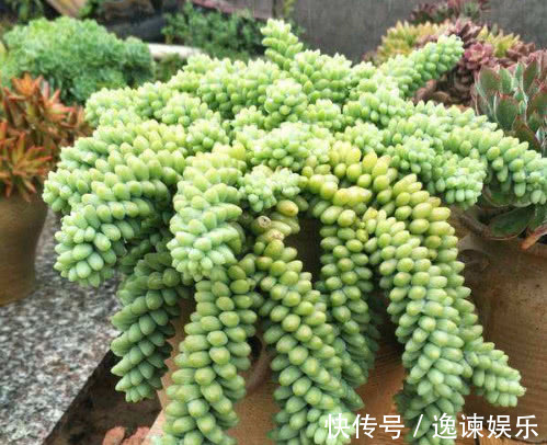 妙招|多肉新玉缀怎么养教你3个盆栽的小妙招,养出最旺盛的新玉缀