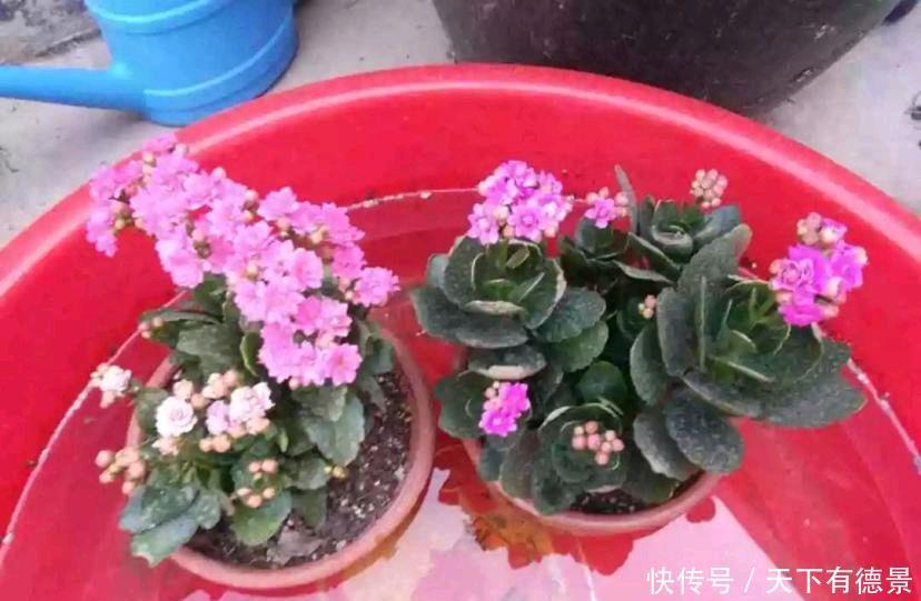 冬天给盆栽浇水,要注意三个方面,花儿更茁壮旺盛美丽