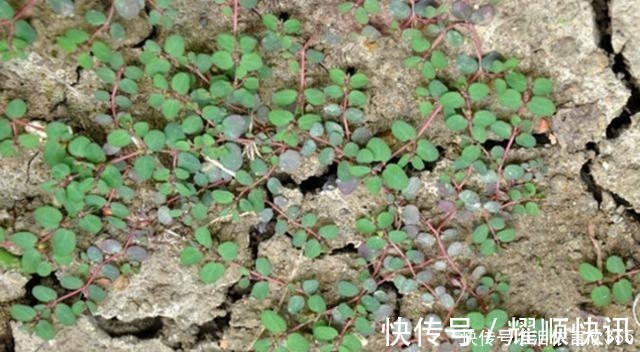 田野|农村田里有种“血见愁”见了拔两株,说不定日后有大用