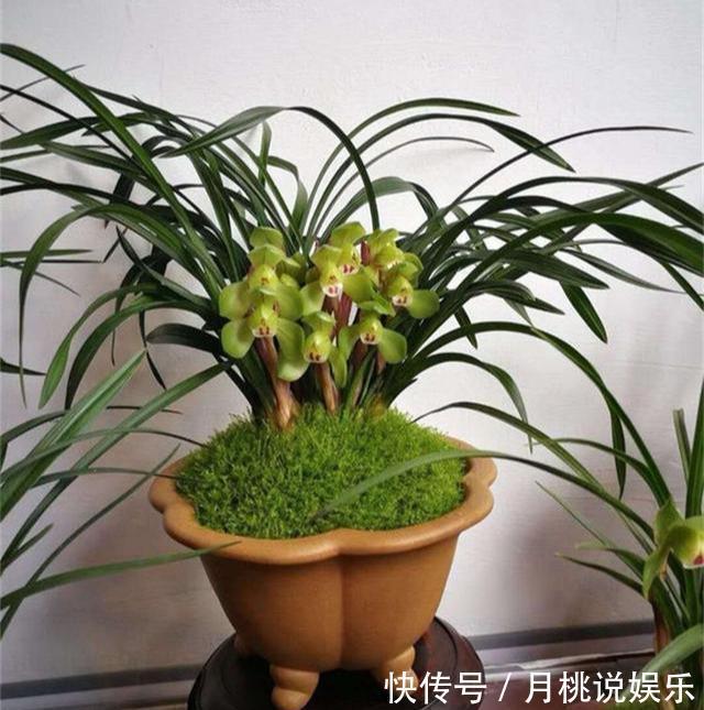 兰花|兰花长成“吊兰”，光长叶子不开花，绕开4个坑，开出极品好兰花