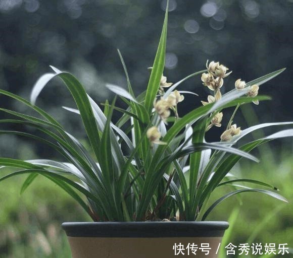 养兰您得学会识别能开花的兰株,否则入不了门