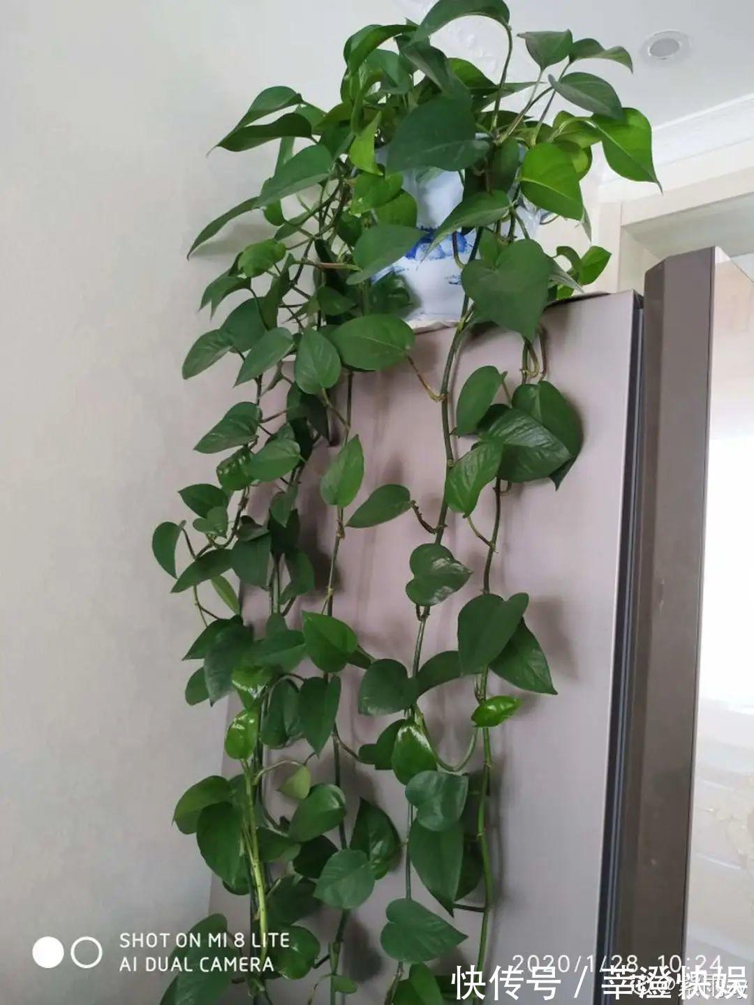 “折腾不死”的10种花,咋养都爆盆,懒人最适合!