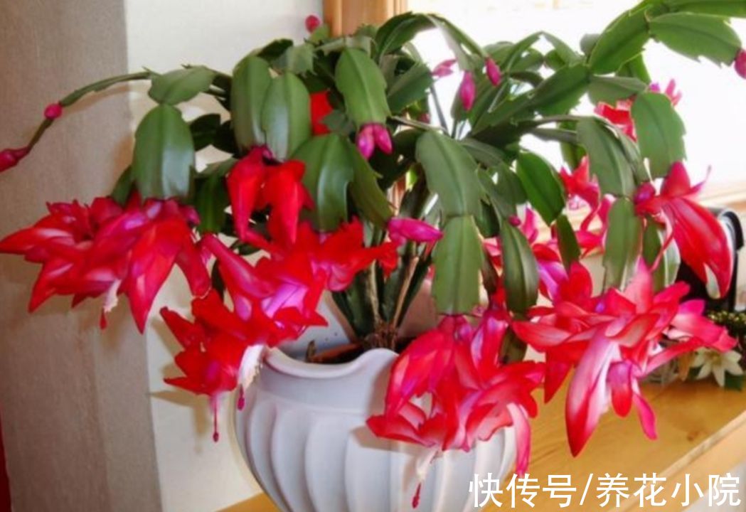 长寿花|秋天养上3种花，细心管理，春节期间就能开花