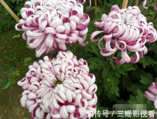 喜欢菊花,不如养盆“珍稀名菊”安吉拉,似仙女下凡,美极了