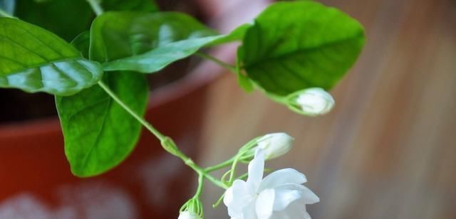 茉莉花盆栽|茉莉花这样养,新枝多花蕾多香味浓,自夏至秋开花不断