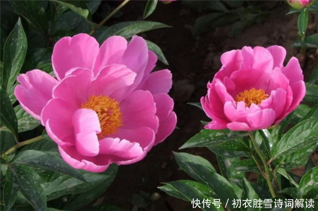 芍药美诗七首 家家有芍药 不防至温柔 温柔一同女 红红笑不休 全网搜